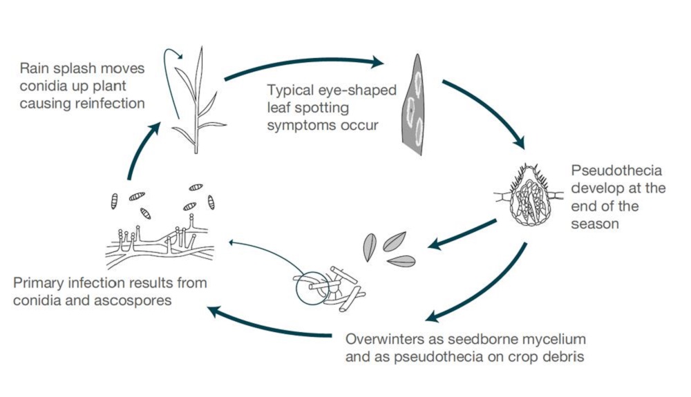 Tan spot life cycle (cereal disease)